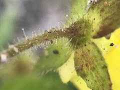 Calceolaria tripartita