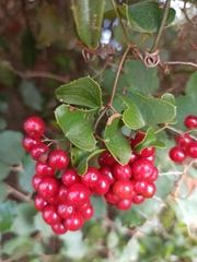 Smilax aspera