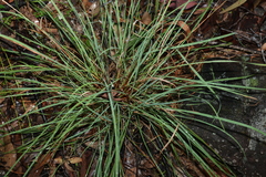 Cymbopogon refractus