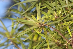 Myrsine linearifolia