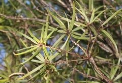 Myrsine linearifolia