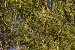 Myrsine linearifolia