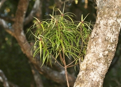 Myrsine linearifolia