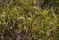 Myrsine linearifolia