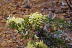 Petrophile serruriae