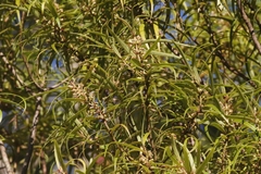 Myrsine linearifolia