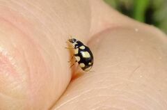Coccinula quatuordecimpustulata