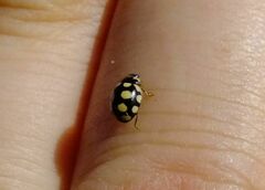 Coccinula quatuordecimpustulata