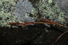 Cymbopogon refractus