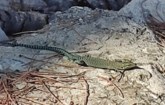 Dalmatolacerta oxycephala