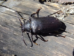 Prionus coriarius