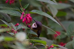 Acanthorhynchus tenuirostris