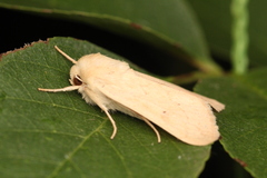 Mythimna vitellina