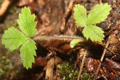 Fragaria vesca
