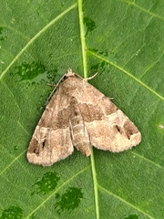 Niphonyx segregata