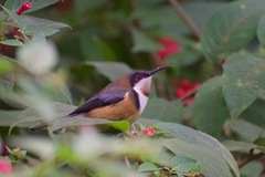 Acanthorhynchus tenuirostris