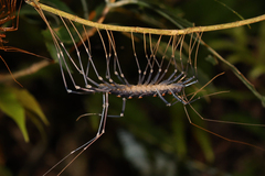 Thereuopoda clunifera