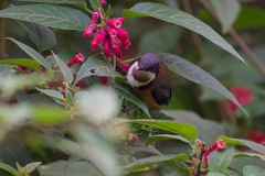 Acanthorhynchus tenuirostris