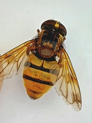 Volucella inanis