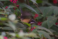 Acanthorhynchus tenuirostris