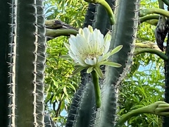 Cereus