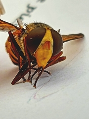 Volucella inanis