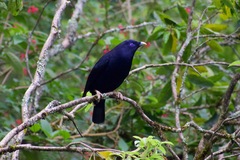 Ptilonorhynchus violaceus