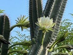 Cereus
