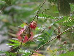 Zosterops palpebrosus