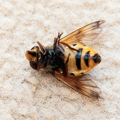 Volucella inanis