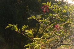 Sambucus nigra