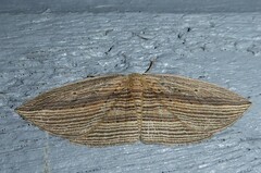 Epiphryne verriculata