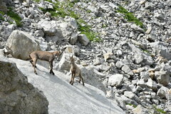 Capra ibex