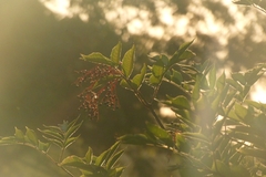 Sambucus nigra