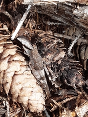 Oedipoda