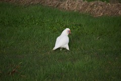 Cacatua tenuirostris