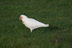 Cacatua tenuirostris