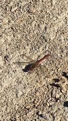 Sympetrum vulgatum