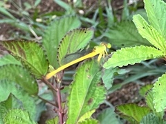 Ceriagrion coromandelianum