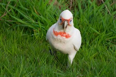 Cacatua tenuirostris