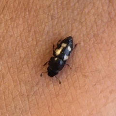 Glischrochilus quadrisignatus