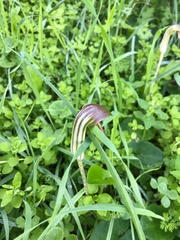 Arisarum vulgare