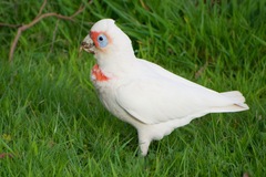 Cacatua tenuirostris