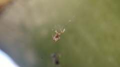 Uloborus