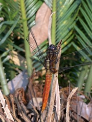 Orthetrum chrysis