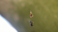 Uloborus