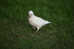 Cacatua sanguinea