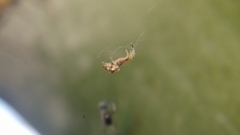 Uloborus