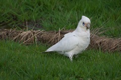Cacatua sanguinea
