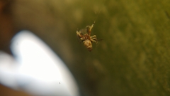 Uloborus
